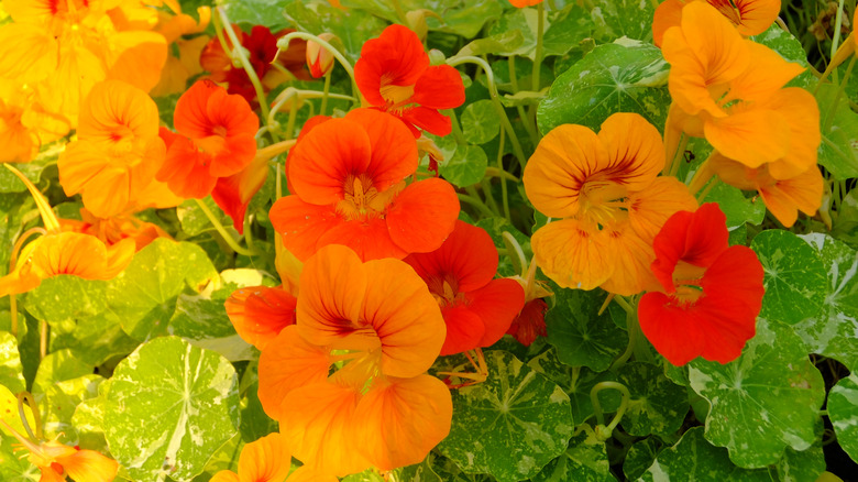 A cluster of flowering nasturtiums