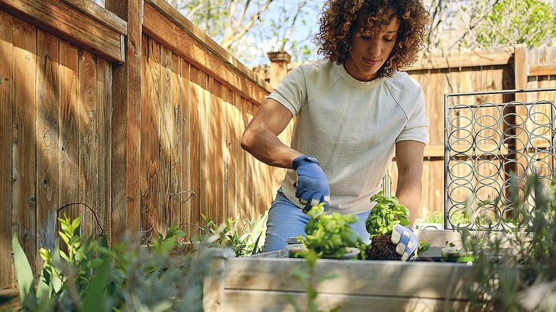 woman plants herbs in planter in garden