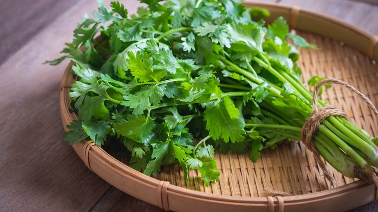 close-up on bunch of leafy cilantro