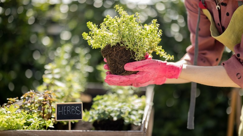 thriving outdoor herb garden in planter