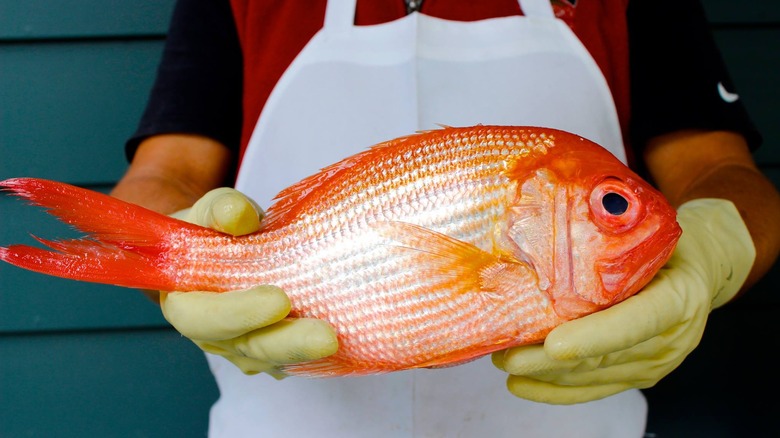 hands hold a large red fish
