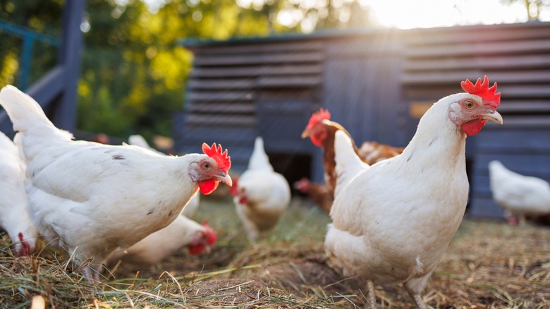 chickens in an outdoor coop