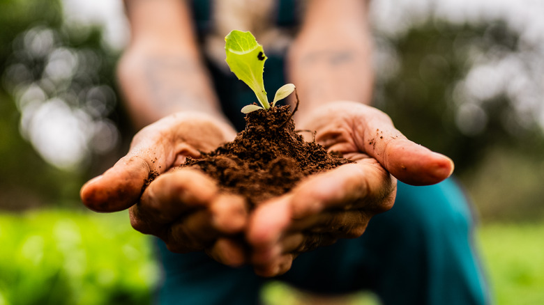 Close-up of a lettuce seedling on farmer hands