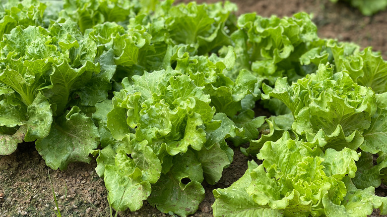 Close-up of fresh lettuce in the ground