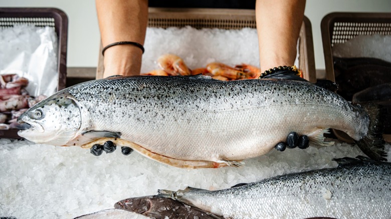 whole salmon fish over ice