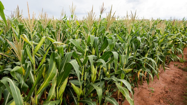 leafy corn plants in a field