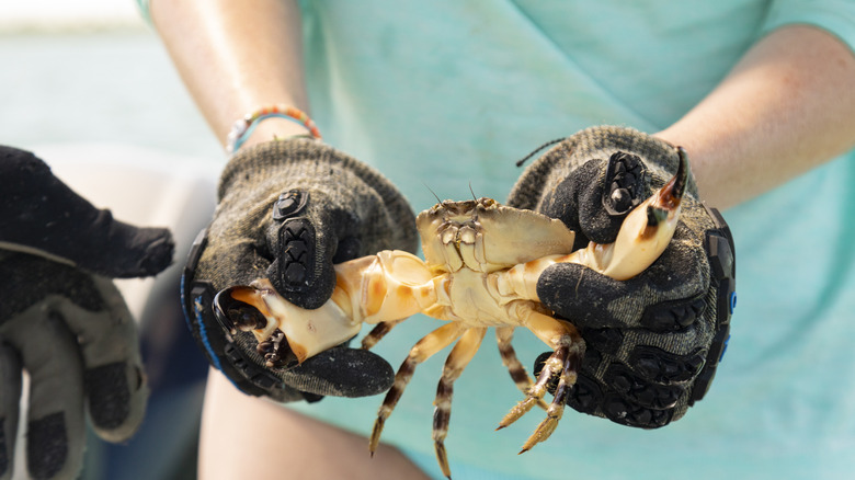 women with gloves holds snow crab in florida
