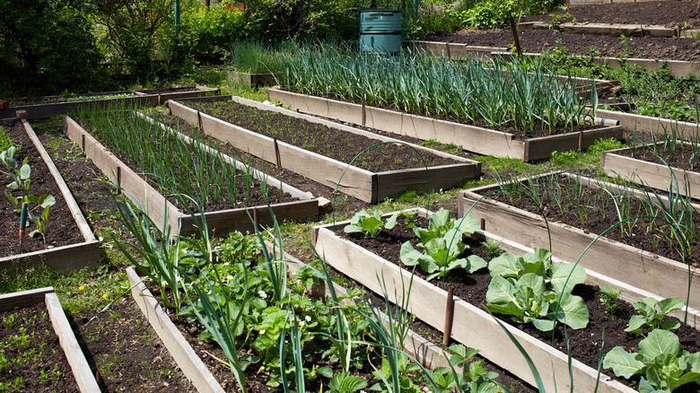 Vegetable beds in a garden