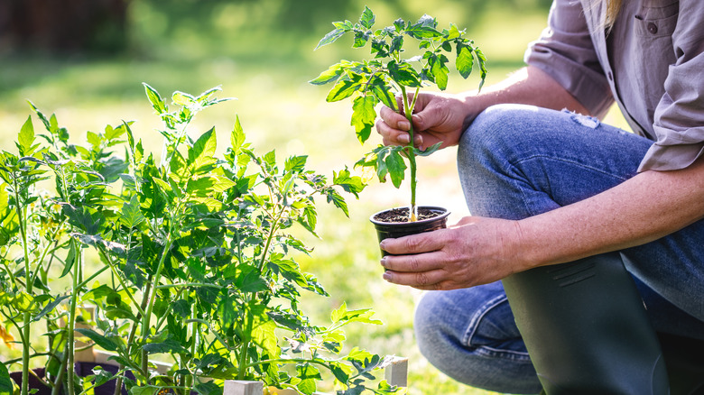 Woman planting tomato seedling in a garden