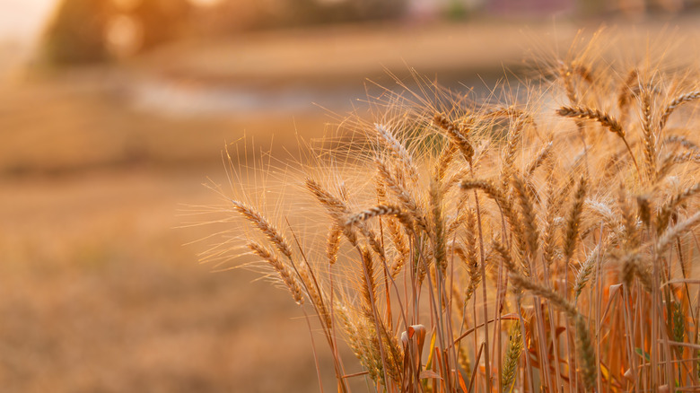 Barley plants at sunset
