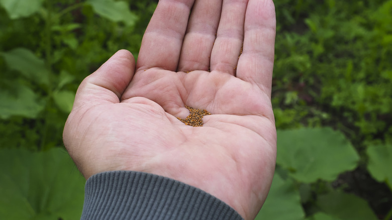Arugula seeds in the palm of a hand