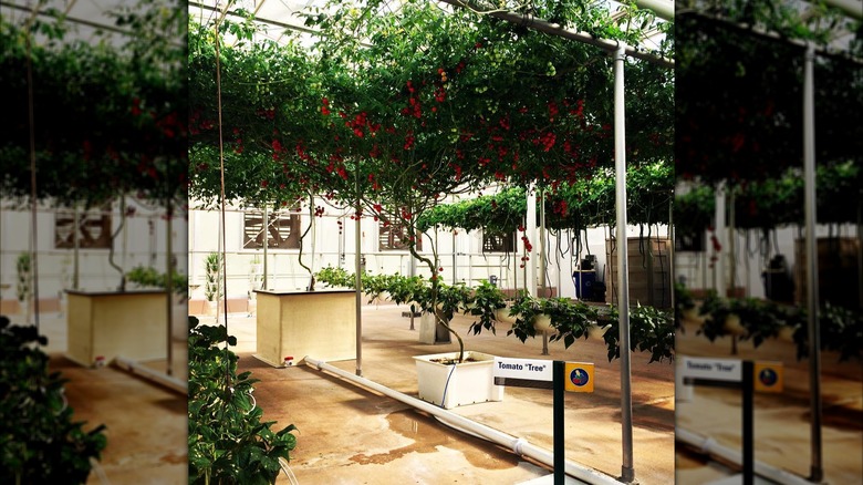 sprawling tomato "tree" on epcot's living with the land ride