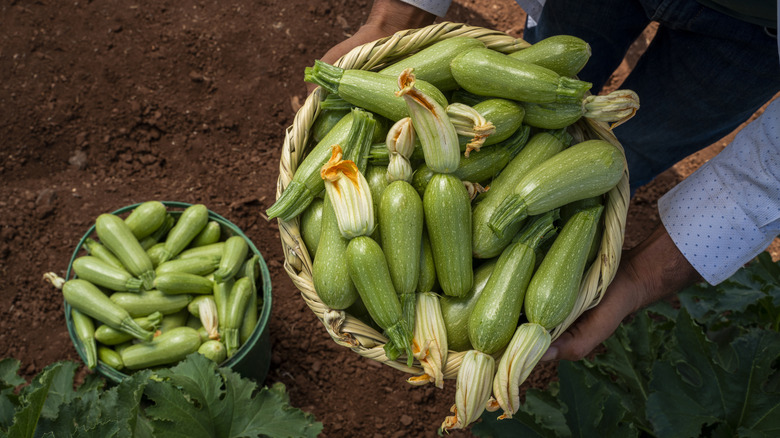 Baskets full of harvested zucchini plants with attached blossoms