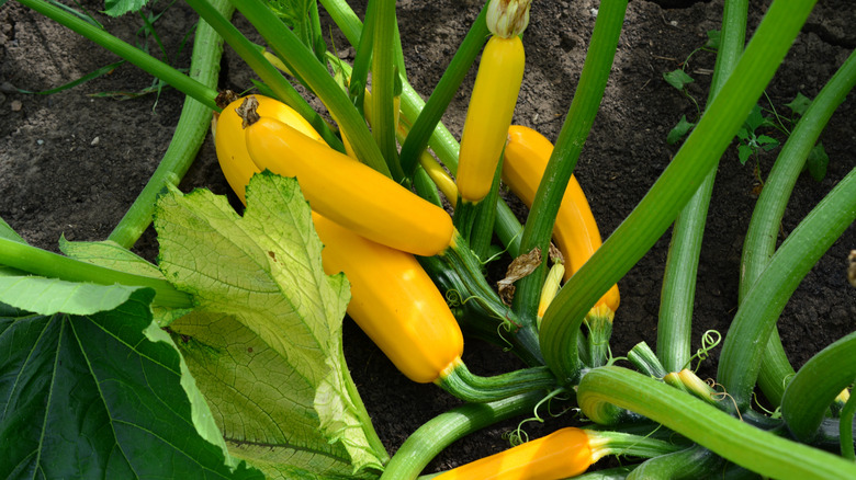 Golden zucchini squash growing on the vine in a garden