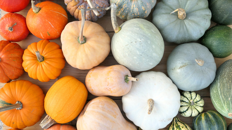 Colorful varieties of pumpkins and squashes
