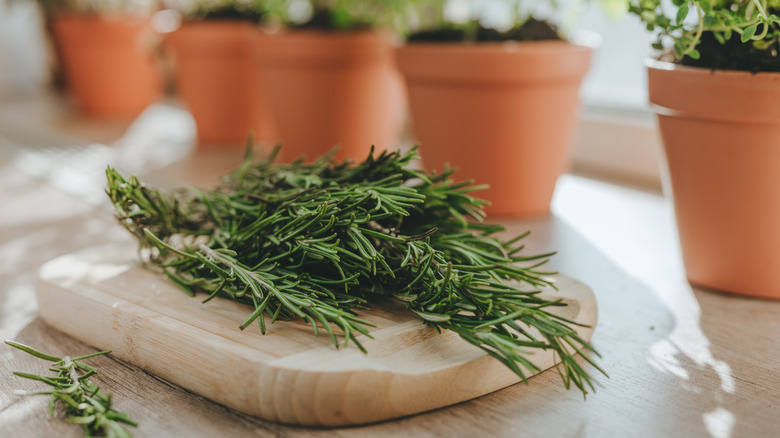 A bundle of thyme on a wooden cutting board, with several plants in the background
