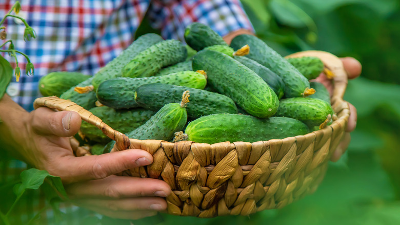 A man carrying a basket of cucumbers