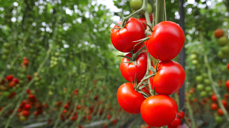 Tomatoes are also fruit