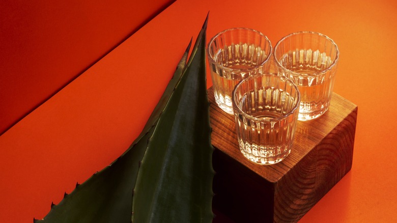 mezcal and agave