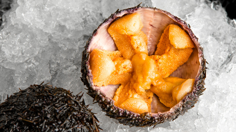 Sea urchin uni