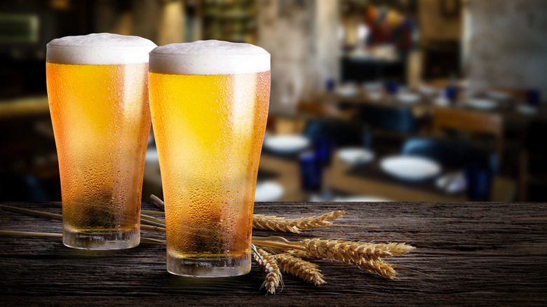 Glasses of light beer served on a bar besides barley.