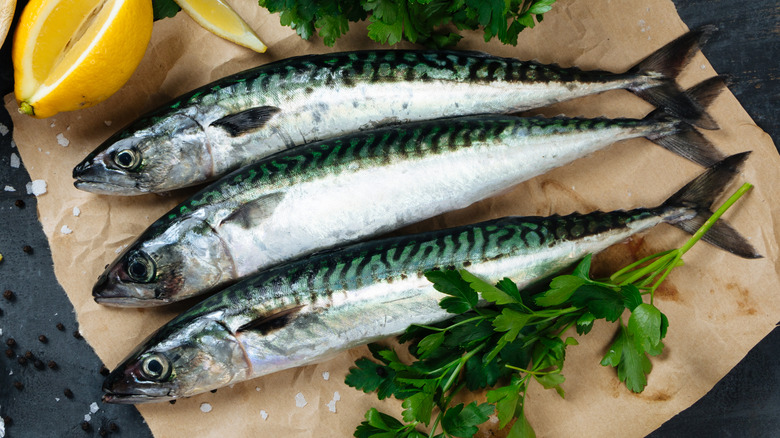 Fresh mackerel fish on paper
