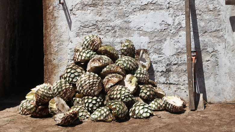 Agave to be steamed for tequila production