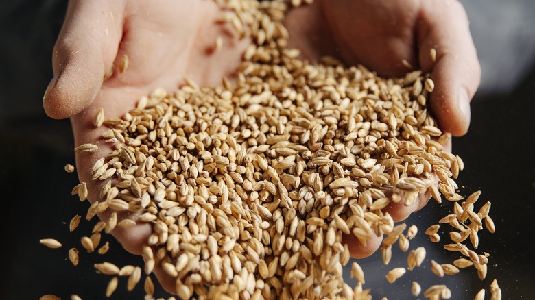 Malted grains