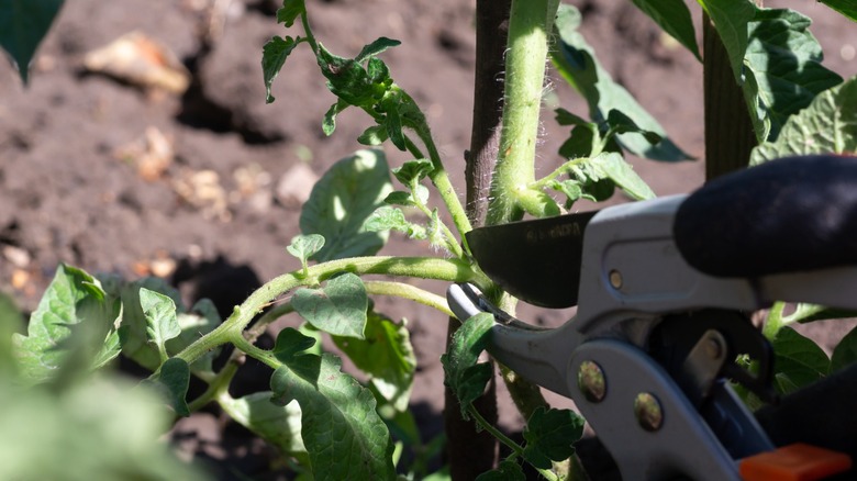clippers trim the lower leaves of a tomato plant