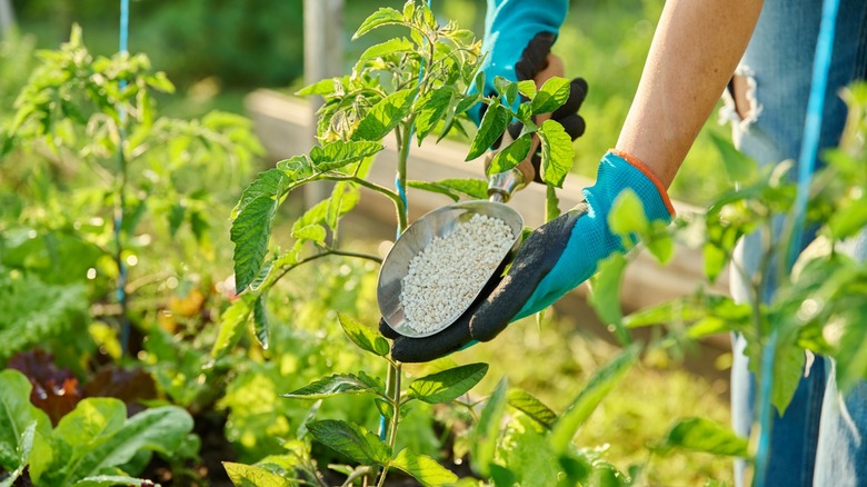 fertilizing tomato plants with mineral fertilizer