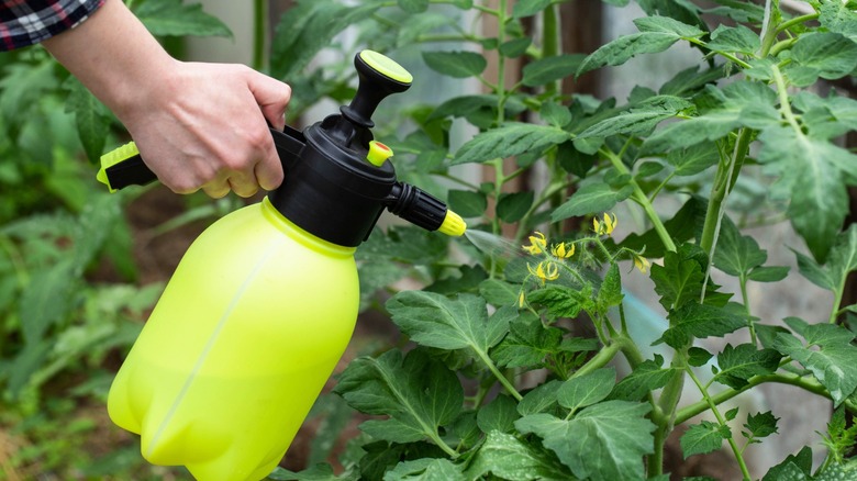 spraying fungicide on tomato plants