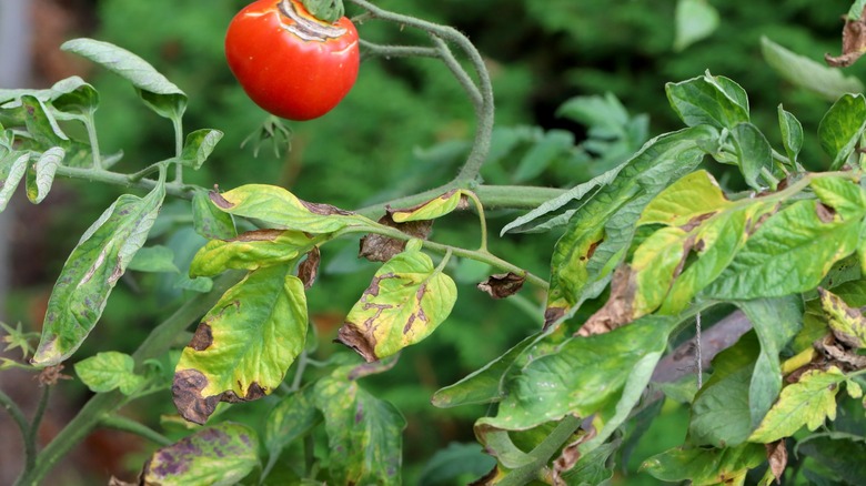 tomato plant with splotchy blighted leaves