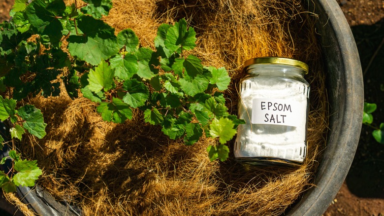 jar of epson salts in garden