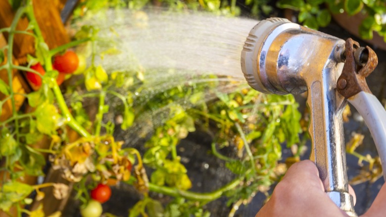 spraying tomato plants with water