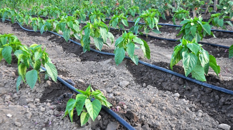 drip irrigation system with young tomato plants