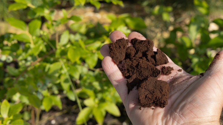 handful of coffee grounds overlooking garden