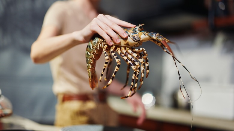 a hand holds a fresh lobster