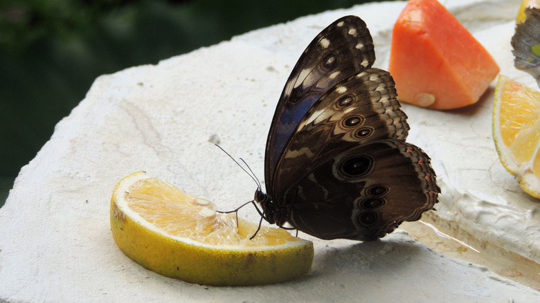Butterfly eating a lemon slice next to other fruits.