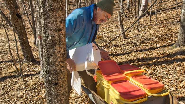 man pouring maple sap into buckets for maple syrup production