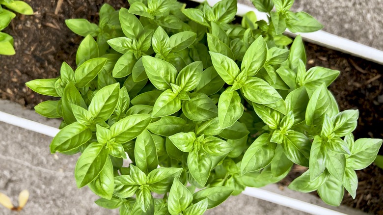 basil plants growing in a planter with soil