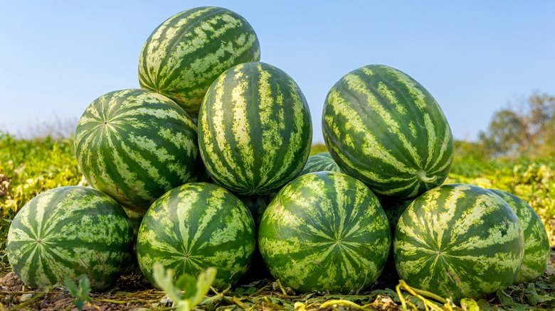 Watermelons stacked up in a field