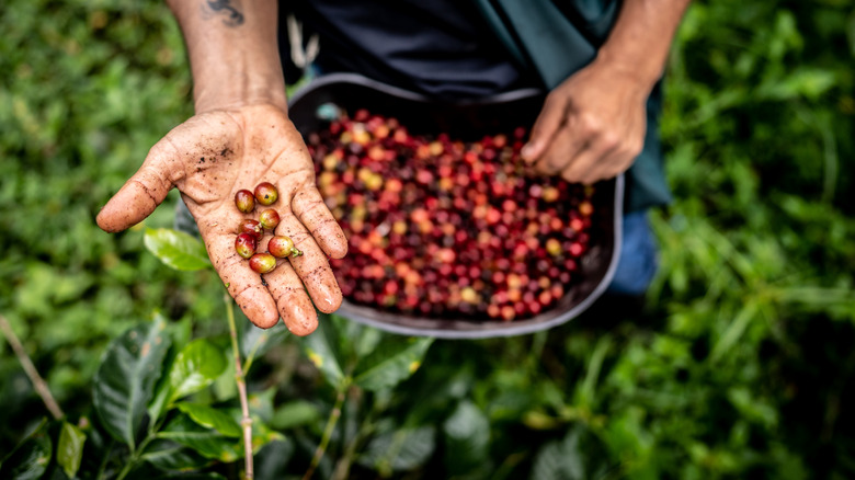 Raw coffee beans in field