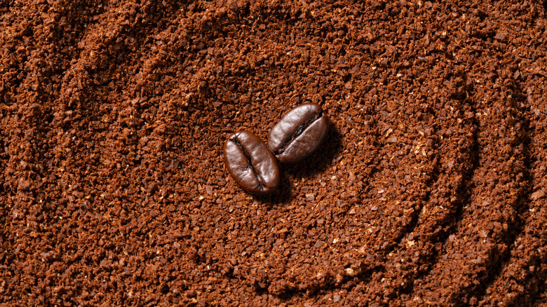 Two coffee beans on background of coffee grounds, closeup