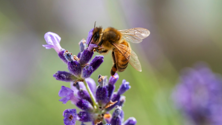 A close-up of a honeybee gathering nectar from a lavender blossom