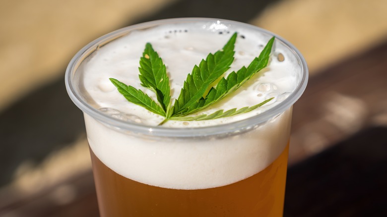 Cannabis leaf in a plastic cup of beer