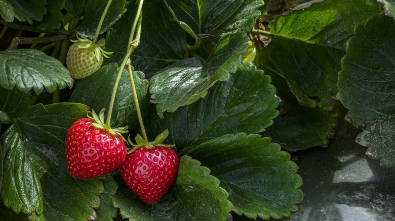 ripening strawberries on healthy plant