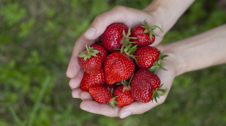 hands hold bounty of beautiful strawberries