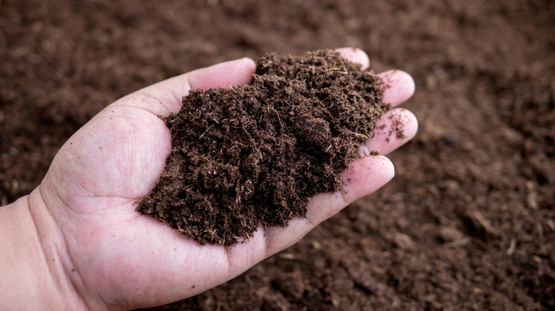 a hand holds soil above garden plot