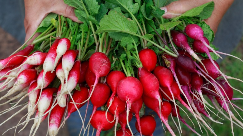 hands hold different varieties of radishes