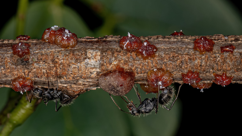 A close up of lac bugs and their secretions on a tree